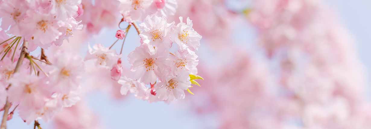 Achtsamkeit oder der Ruf des japanischen Kirschblütentees