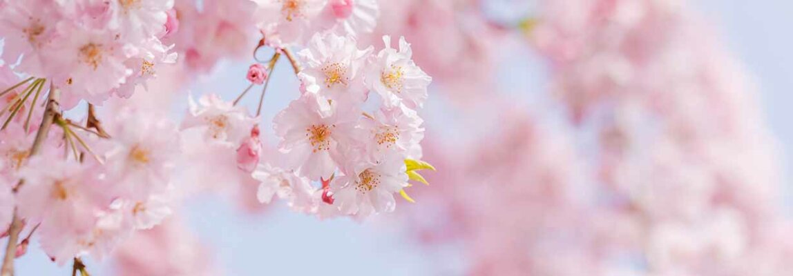 Achtsamkeit oder der Ruf des japanischen Kirschblütentees - Achtsamkeit oder der Ruf des japanischen Kirschblütentees