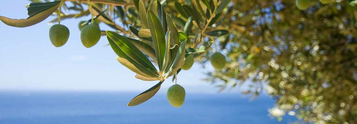 Der Olivenbaum - Olea europaea - Der Olivenbaum - Olea europaea