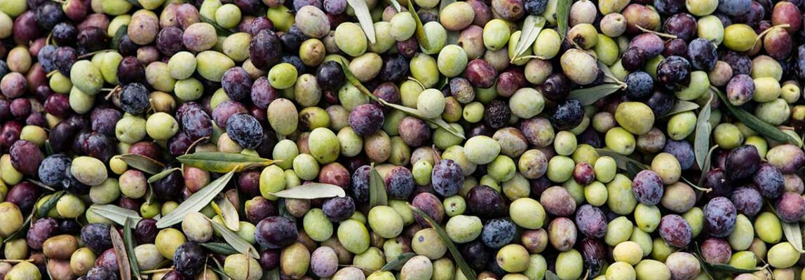 Die populärsten Olivensorten - Die populärsten Olivensorten