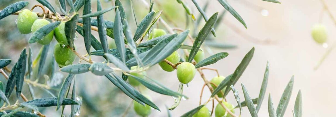 Was kostet gutes Olivenöl? - Was kostet gutes Olivenöl?